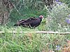 IMG_1679.JPG