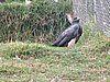 IMG_1680.JPG