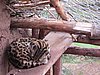 IMG_1700.JPG